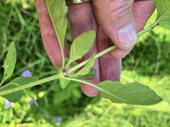 Ruellia nudiflora runyonii