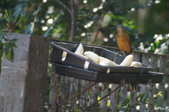 Tachyphonus coronatus