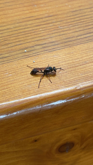 Sceliphron curvatum