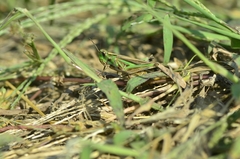 Aiolopus thalassinus tamulus