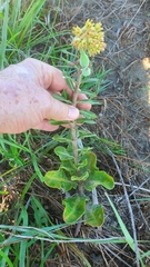 Asclepias obovata