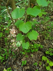 Menispermum canadense