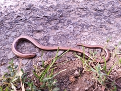 Anguis fragilis