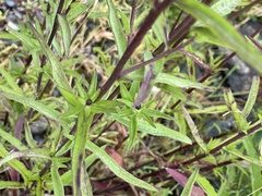 Centaurea nigra