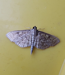 Herpetogramma pertextalis