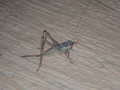 Pachytrachis gracilis