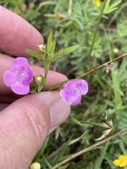 Agalinis tenuifolia