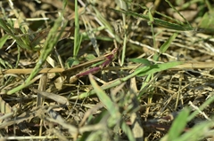 Aiolopus thalassinus tamulus