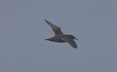 Procellariidae