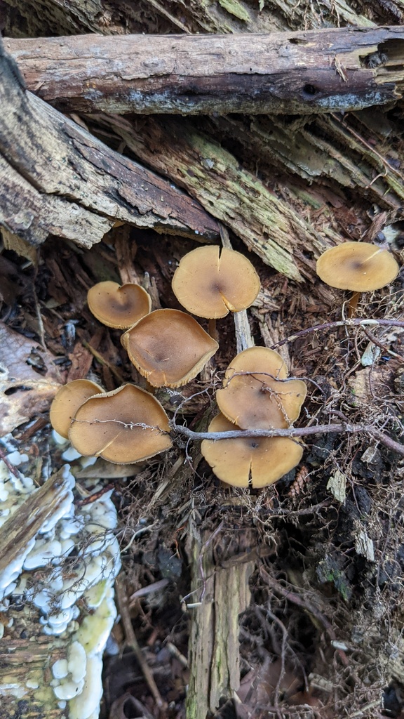 Callistosporium luteo-olivaceum · August 2022 · photo: © atsushi_nakajima_cirque (iNaturalist, cc-by)