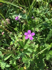 Geranium wlassovianum
