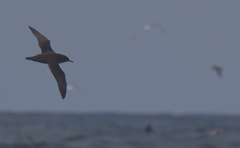 Procellariidae