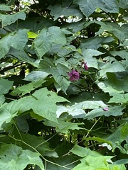 Rubus odoratus