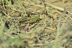 Aiolopus thalassinus tamulus