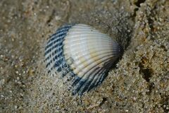 Cerastoderma edule