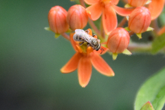 Lasioglossum pilosum