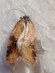 Acleris aspersana