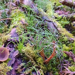 Equisetum scirpoides
