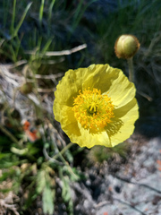 Papaver