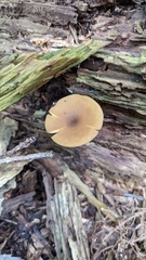 Callistosporium luteo-olivaceum