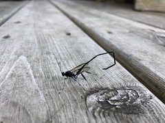 Pelecinus polyturator