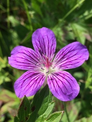 Geranium wlassovianum