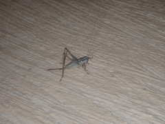 Pachytrachis gracilis