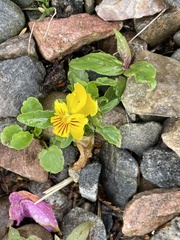 Viola lutea
