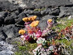 Rhodiola rosea