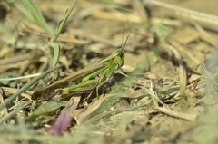 Aiolopus thalassinus tamulus