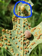 Acraspis quercushirta