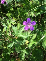 Geranium wlassovianum