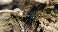 Nemastoma bimaculatum