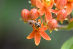 Lasioglossum pilosum