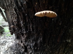 Crepidotus eucalyptorum