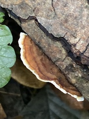 Stereum subtomentosum