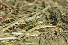 Aiolopus thalassinus tamulus