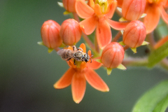 Lasioglossum pilosum