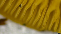Callistosporium luteo-olivaceum