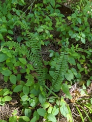 Asplenium platyneuron