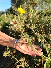 Helminthotheca echioides