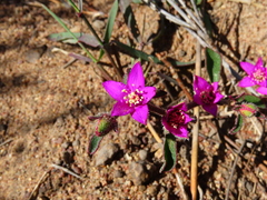 Aizoon paniculatum