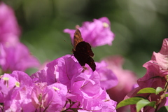 Junonia hedonia