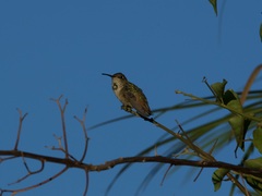 Selasphorus sasin sedentarius