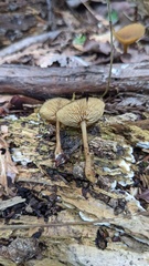 Callistosporium luteo-olivaceum