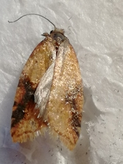 Acleris aspersana