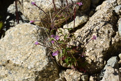 Epilobium anagallidifolium