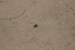 Cicindela scutellaris