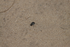 Cicindela scutellaris