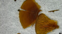 Callistosporium luteo-olivaceum